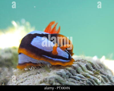 Orange, Schwarz, Weiß (clownfisch) Nacktschnecke Nembrotha westraliensis, Rottnest Island, endemisch in Western Australia Stockfoto