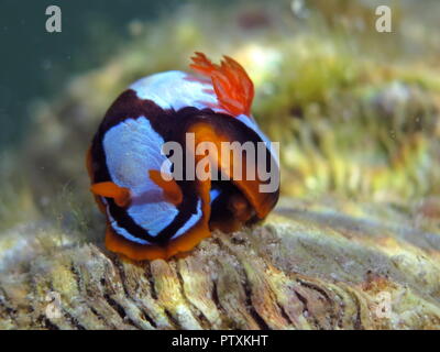 Orange, Schwarz, Weiß (clownfisch) Nacktschnecke Nembrotha westraliensis, Rottnest Island, endemisch in Western Australia Stockfoto