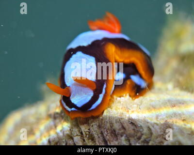 Orange, Schwarz, Weiß (clownfisch) Nacktschnecke Nembrotha westraliensis, Rottnest Island, endemisch in Western Australia Stockfoto