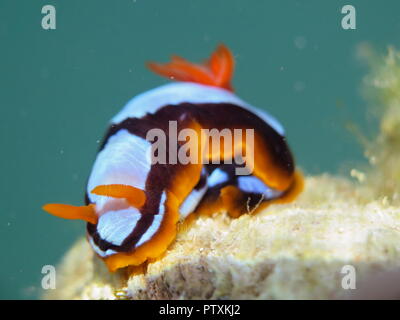 Orange, Schwarz, Weiß (clownfisch) Nacktschnecke Nembrotha westraliensis, Rottnest Island, endemisch in Western Australia Stockfoto