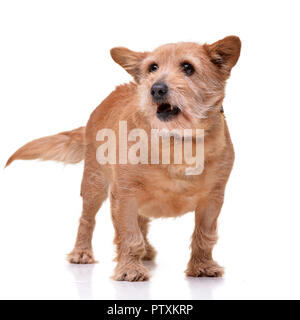 Studio geschossen von einem entzückenden gemischte Rasse Hund stehen auf weißen Hintergrund. Stockfoto