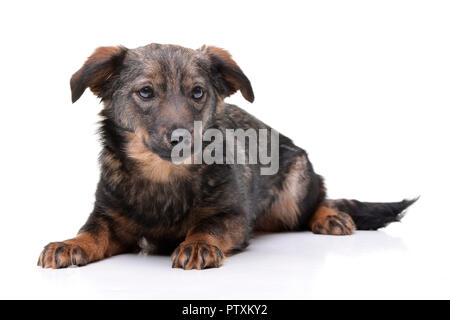 Studio geschossen von einem entzückenden gemischte Rasse Hund liegend auf weißem Hintergrund. Stockfoto