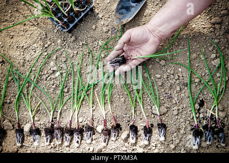 Zwiebeln bereit für die Anpflanzung im Garten Stockfoto