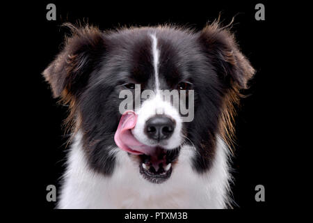 Porträt von einem entzückenden Border Collie - auf schwarzem Hintergrund isoliert. Stockfoto