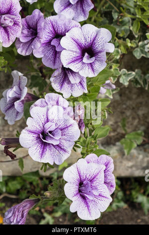 Blaue Ader Petunien in der Blüte (Petunia Surfinia) im Spätsommer UK Stockfoto