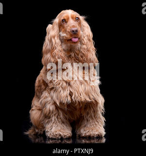 Studio geschossen von einem entzückenden Englischen Cocker Spaniel sitzen auf schwarzen Hintergrund. Stockfoto