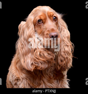 Portrait einer adorable English Cocker Spaniel - auf schwarzem Hintergrund isoliert. Stockfoto