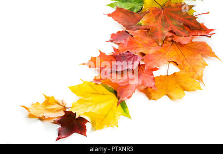 Bunte Herbst Ahorn Blätter in einer Reihe angeordnet. Auf weissem Hintergrund Stockfoto