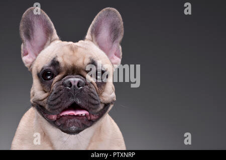 Portrait einer adorable Französische Bulldogge - auf grauem Hintergrund. Stockfoto