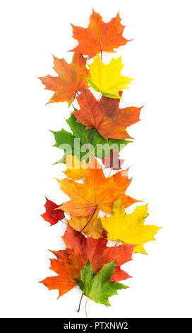 Bunte Herbst Ahorn Blätter auf einem weißen Hintergrund. Stockfoto