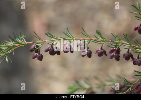 Boronia Boronia megastigma oder Braun in der Blume an der Australian National Botanical Gardens, Canberra. Stockfoto