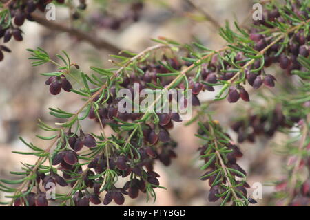 Boronia Boronia megastigma oder Braun in der Blume an der Australian National Botanical Gardens, Canberra. Stockfoto