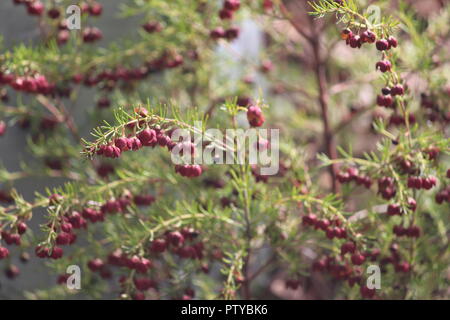 Boronia Boronia megastigma oder Braun in der Blume an der Australian National Botanical Gardens, Canberra. Stockfoto