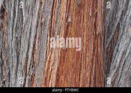 Eukalyptus Macrorynchus oder Rot stringybark trunk Nahaufnahme der Australian National Botanical Gardens, Canberra Stockfoto
