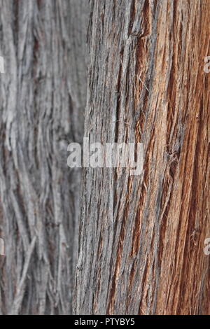 Eukalyptus Macrorynchus oder Rot stringybark trunk Nahaufnahme der Australian National Botanical Gardens, Canberra Stockfoto