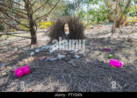 Bower der Großen Bowerbird (Chlamydera nuchalis) mit rosa und weißen Dekorationen, Atherton Tablelands, Far North Queensland, FNQ, QLD, Australien Stockfoto