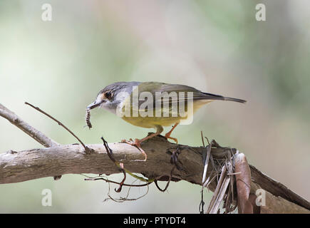 Östlichen Gelb Robin (Eopsaltria australis) mit Insekt im Schnabel, Atherton Tablelands, Far North Queensland, FNQ, QLD, Australien Stockfoto