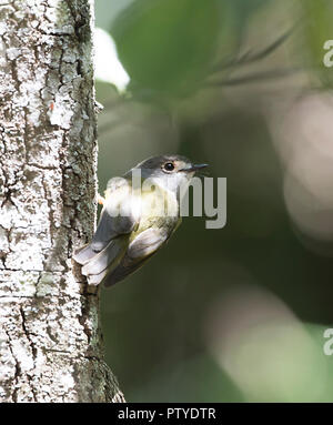 Blass Gelb Robin Northern race (Tregellasia capito Nana) auf einem Baumstamm sitzend, Atherton Tablelands, Far North Queensland, FNQ, QLD, Australien Stockfoto