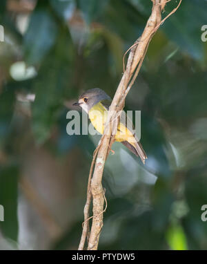 Blass Gelb Robin Northern race (Tregellasia capito Nana) auf einem Zweig, Atherton Tablelands, Far North Queensland, FNQ, QLD, Australien gehockt Stockfoto