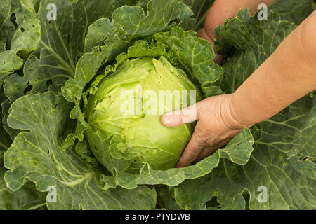 Weibliche Hände halten Kohl die wächst auf einem Bett, Nahaufnahme, Hände, Kohl Stockfoto
