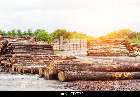 Einen großen Stapel von Holz Protokolle in einem holzverarbeitenden Betrieb, eine Sägemühle, Fernlicht Stockfoto