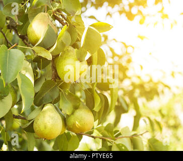 Birnbaum, ein Zweig, auf die Birnen wachsen, Nahaufnahme, die Sonne Stockfoto