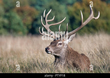 Ein royal Red Deer stag liegt faul auf der Wiese in der Sonne. Es ist auf der Suche nach Links und zeigt deutlich seine detaillierten Geweih und Zinken Stockfoto