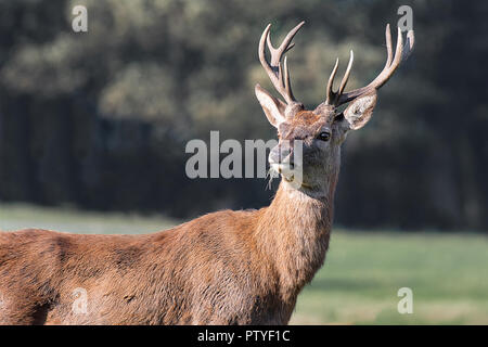 Eine Nahaufnahme Portrait eines majestätischen suchen Red deer Hirsch. Stand stolz und suchen etwas in Kopie Raum links Stockfoto