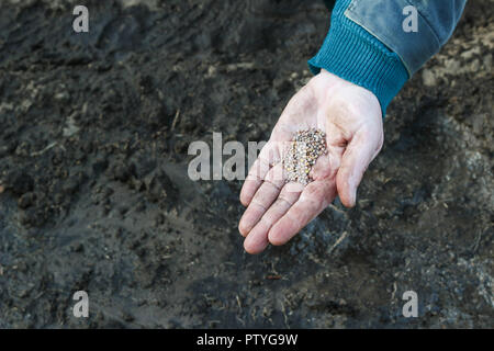 Eine Frau in der Hand hält die Samen vor dem Pflanzen im Boden, close-up Stockfoto