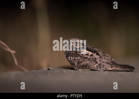 Savanna Nightjar Stockfoto