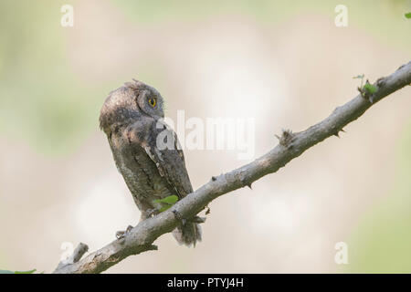 Eine Migration von Oriental Scops Owl Stockfoto