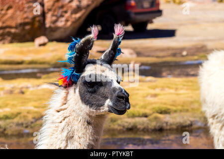 Bolivien Andenregion, Lama, Lama closeup Stockfoto