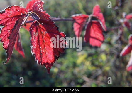 Taufrische rote Blätter close-up gegen das Sonnenlicht Stockfoto