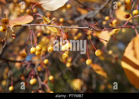 Kleine rote Äpfel einer Sorte Ranet auf einem Baum in der Anfang Oktober Stockfoto