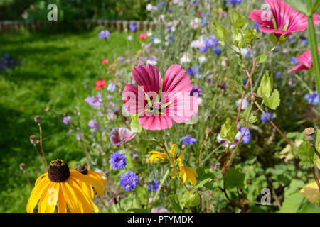 Rosa malope Trifida - Malve Wort-und Gelb rudbeckien Blumen - coneflower - unter Wildblumen in einem Garten Stockfoto