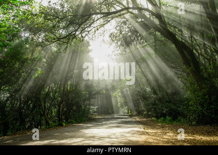 Sonne strahlen durch Bäume auf der Straße in nebligen Wald - Stockfoto