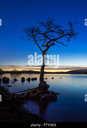 Ein einsamer Baum in Milarrochy Bucht an den Ufern des Loch Lomond, in der Nähe des Dorfes Balmaha, Schottland, Großbritannien. Stockfoto