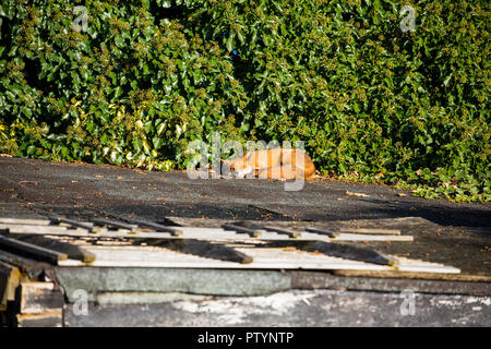 Fox nimmt ein Sonnenbad auf dem Dach des alten Gartenhaus, London Stockfoto