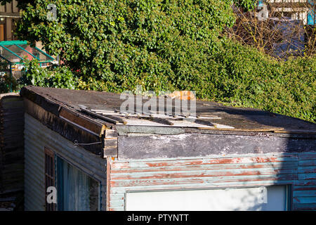 Fox nimmt ein Sonnenbad auf dem Dach des verlassenen Gartenhaus, London Stockfoto