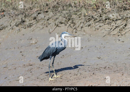 Western Reef seidenreiher Egretta gularis, Erwachsene dunkle Morph, Putzen, Tendaba, Gambia, November Stockfoto