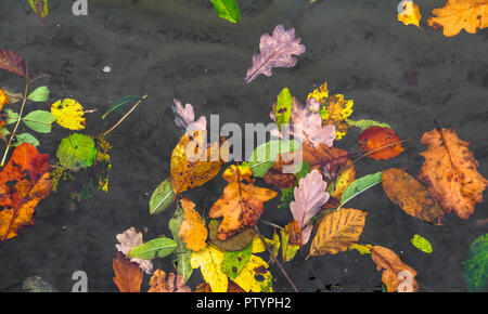 Herbst bunte Blätter schwimmen auf der Oberfläche eines Sees. Stockfoto