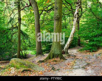 Anfang Herbst Wald in der Nähe von Shipley Glen Baildon West Yorkshire England Stockfoto