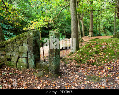 Anfang Herbst Wald in der Nähe von Shipley Glen Baildon West Yorkshire England Stockfoto