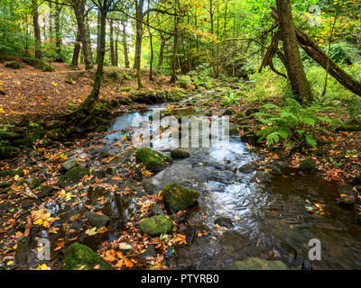 Loadpit Beck fließt durch Shipley Glen im frühen Herbst in der Nähe von Baildon West Yorkshire England Stockfoto