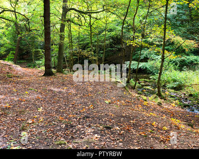 Anfang Herbst Bäume durch Loadpit Beck in der Nähe von Shipley Glen Baildon West Yorkshire England Stockfoto