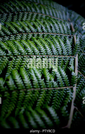 Blätter auf einem Busch in den Wald im Great Otway National Park Stockfoto