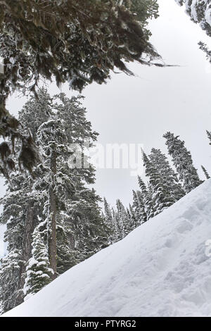 Der Schnee fällt stark auf die Bäume in den bewaldeten Bergen in Fernie, British Columbia, Kanada. Stockfoto
