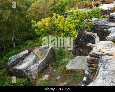 Eiche zu einem gritstone Felsvorsprung in der Nähe von Shipley Glen Baildon West Yorkshire England festhalten Stockfoto