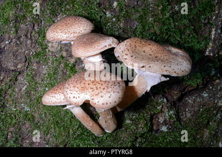 Pilz Armillaria Mellea (Honig) ist weit verbreitet in den nördlichen gemäßigten Regionen, wo es parasitär wächst auf eine große Anzahl von Laubbäumen Stockfoto