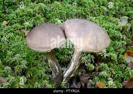 Die waldlandschaft Leccinum scabrum Pilz (grobe Entrappt bolete) Mykorrhiza Verbände Formulare mit Birken. Es ist eine gängige, weit verbreitete Arten. Stockfoto